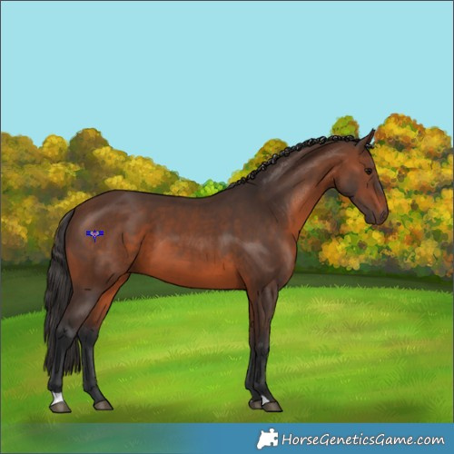 Horse Color:Brown 