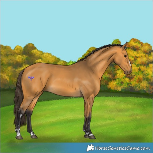 Horse Color:Buckskin 