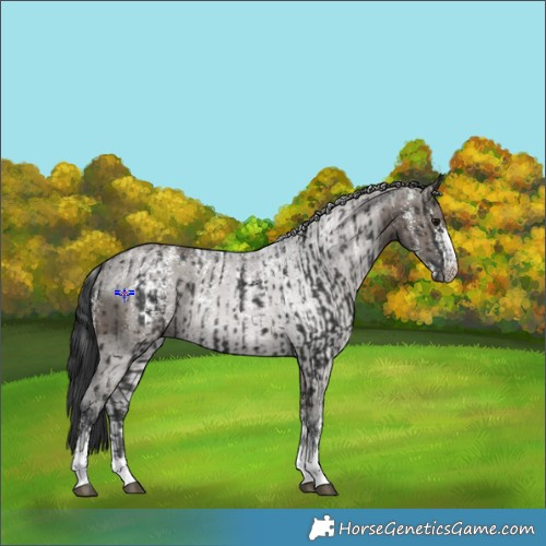 Horse Color:Powder White Black  and Powder White Grullo 