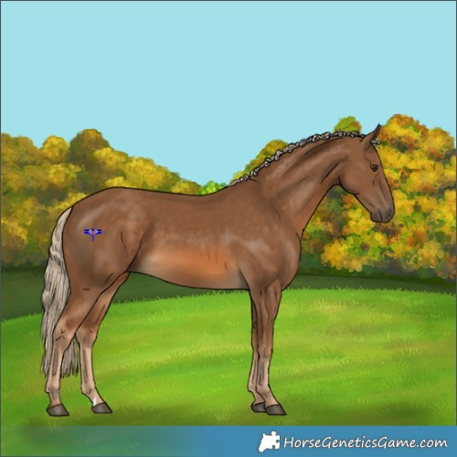Horse Color:Chocolate Palomino 