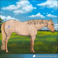 Horse Color:Red Roan  and Red Roan 