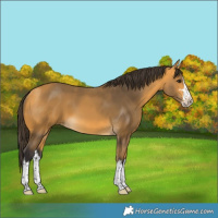 Horse Color:Buckskin Splash 