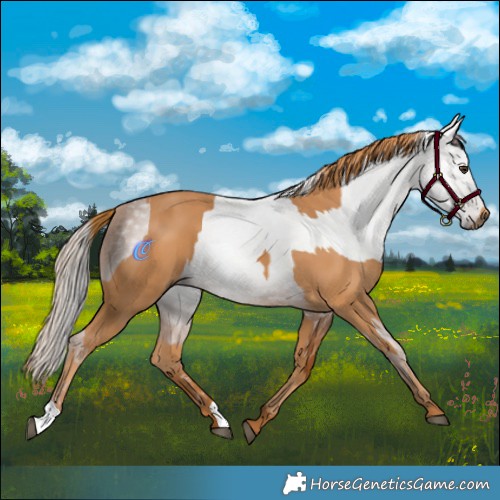 Horse Color:Chestnut  and Gray Chestnut 