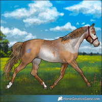 Horse Color:Chestnut  and Gray Chestnut 