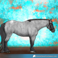 Horse Color:Blue Roan Appaloosa 