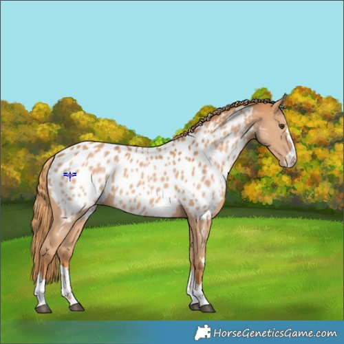 Horse Color:Chestnut Appaloosa 