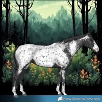 Horse Color:Black Near Leopard 