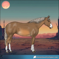 Horse Color:Chocolate Palomino 