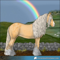 Horse Color:Palomino Appaloosa 