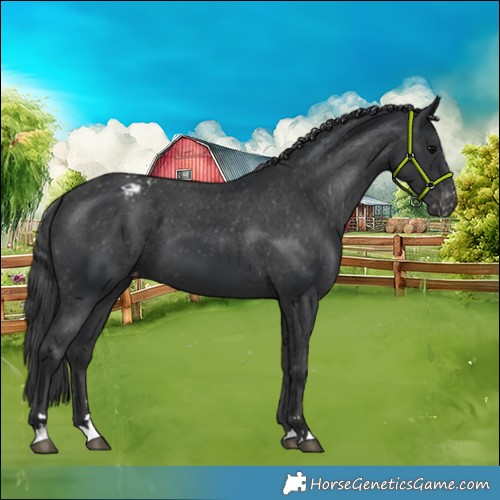 Horse Color:Black Appaloosa 