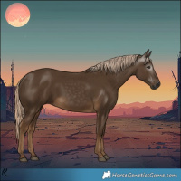 Horse Color:Gray White Spotted Chocolate Palomino 