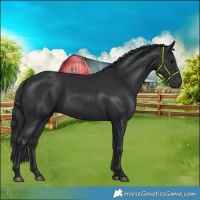 Horse Color:Black Rabicano