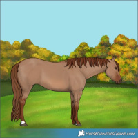 Horse Color:Red Dun 