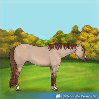 Horse Color:Red Dun 
