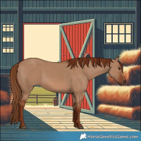 Horse Color:Red Dun