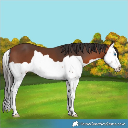 Horse Color:Bay Splash 
