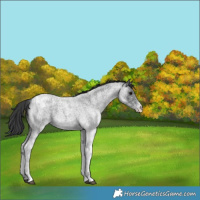 Horse Color:White Spotted Blue Roan Snowflake Varnish 