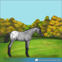 Horse Color:Blue Roan Appaloosa
