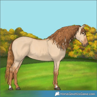 Horse Color:Red Dun