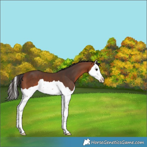 Horse Color:Bay Splash 