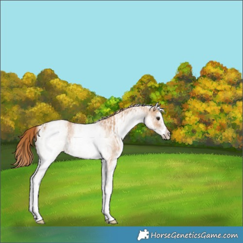 Horse Color:White Spotted Red Dun Rabicano  and White Spotted Red Dun Rabicano 