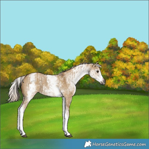 Horse Color:Gray White Spotted Liver Red Dun Rabicano  and Gray White Spotted Chocolate Palomino Dun Rabicano 