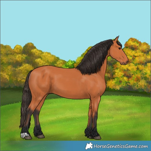 Horse Color:Bay 