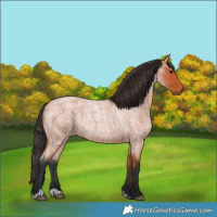Horse Color:Bay Roan