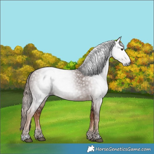 Horse Color:Gray Chestnut 
