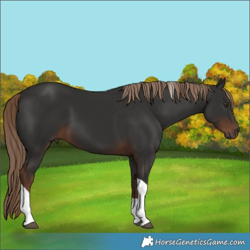 Horse Color:Liver Chestnut Tobiano 