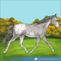 Horse Color:White Spotted Liver Chestnut Mushroom Varnish Rabicano 