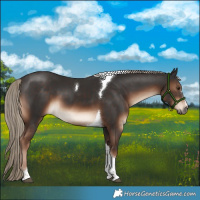 Horse Color:Liver Chestnut Tobiano 