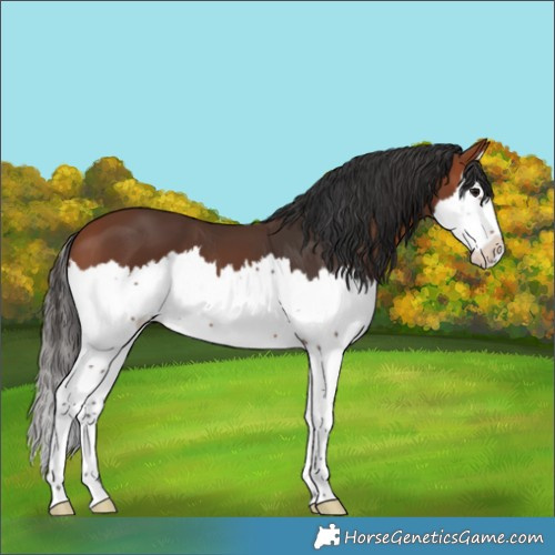 Horse Color:Bay Splash 