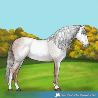 Horse Color:Gray Liver Chestnut Pearl Tobiano 
