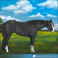 Horse Color:Black Splash