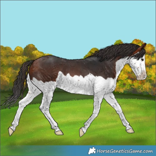 Horse Color:Brown Splash