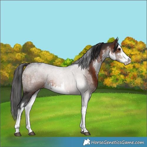 Horse Color:White Spotted Brown 