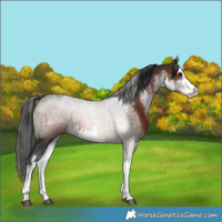 Horse Color:White Spotted Brown 