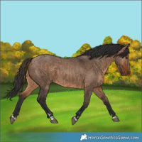 Horse Color:Bay Dun  and Bay Dun 