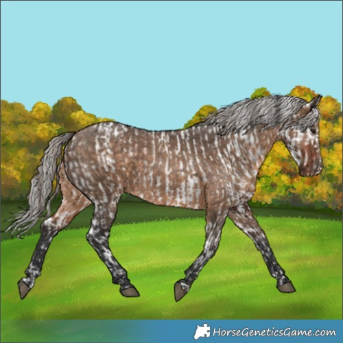 Horse Color:Brown Dun Appaloosa and Silver Brown Dun