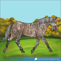 Horse Color:Brown Dun Leopard  and Silver Brown Dun 