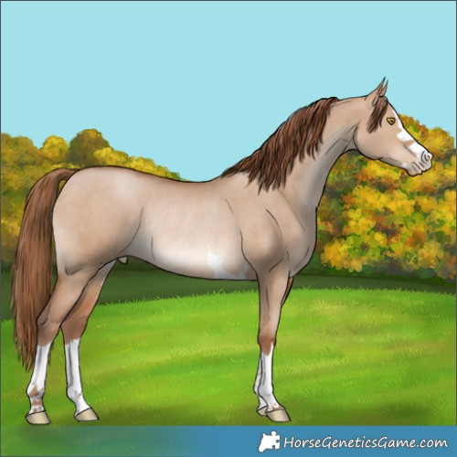 Horse Color:Brown Pearl Dun Rabicano 
