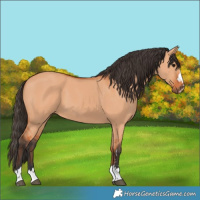 Horse Color:Bay Dun