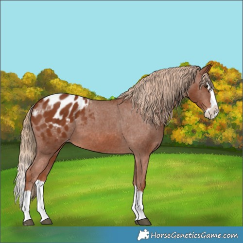 Horse Color:Chestnut Splash Blanket 