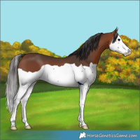 Horse Color:Bay Splash 