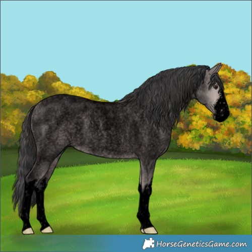 Horse Color:Void Platinum White Spotted Bay Roan Dun Rabicano 