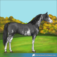 Horse Color:White Spotted Black
