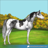 Horse Color:Gray Brown Splash Tobiano 