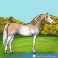 Horse Color:White Spotted Palomino Roan Splash 
