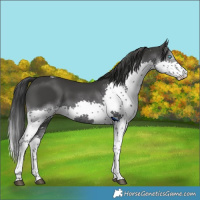 Horse Color:Black Splash Tobiano 